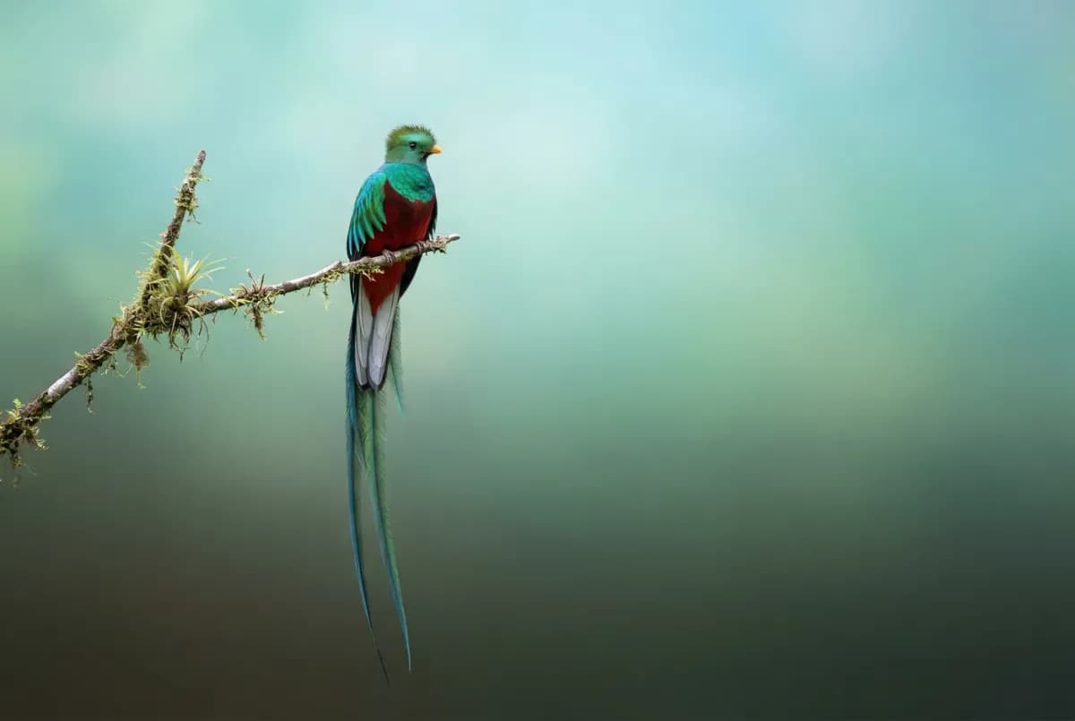 Use image search to find accurate images of a resplendent quetzal bird. Create a beautiful 3:2 wallpaper of this bird, with a natural top-to-bottom gradient and minimal composition.